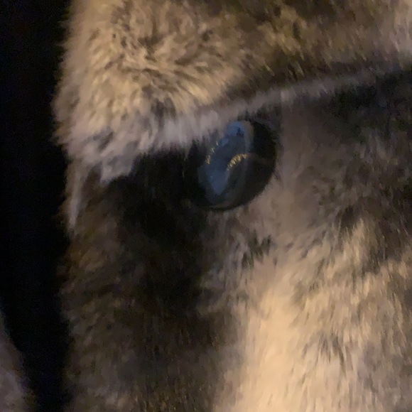 Pamela McCoy chinchilla replica fur coat - Picture 10 of 10